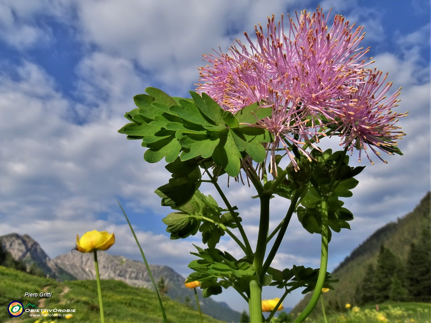 15 Thalictrum aquilegifolium  (Pigamo colombino) nei prati della Casera Mezzeno.JPG